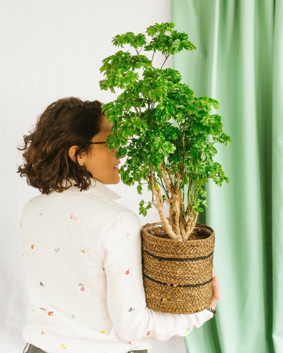 Polyscias roble - ø17 cm - h60 cm