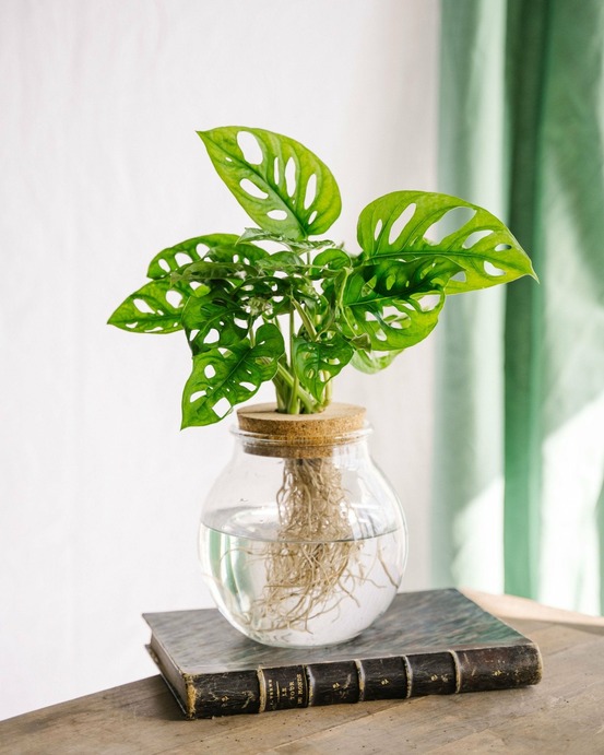 Monstera adansonii en hydroculture 25cm - plante d'intérieur