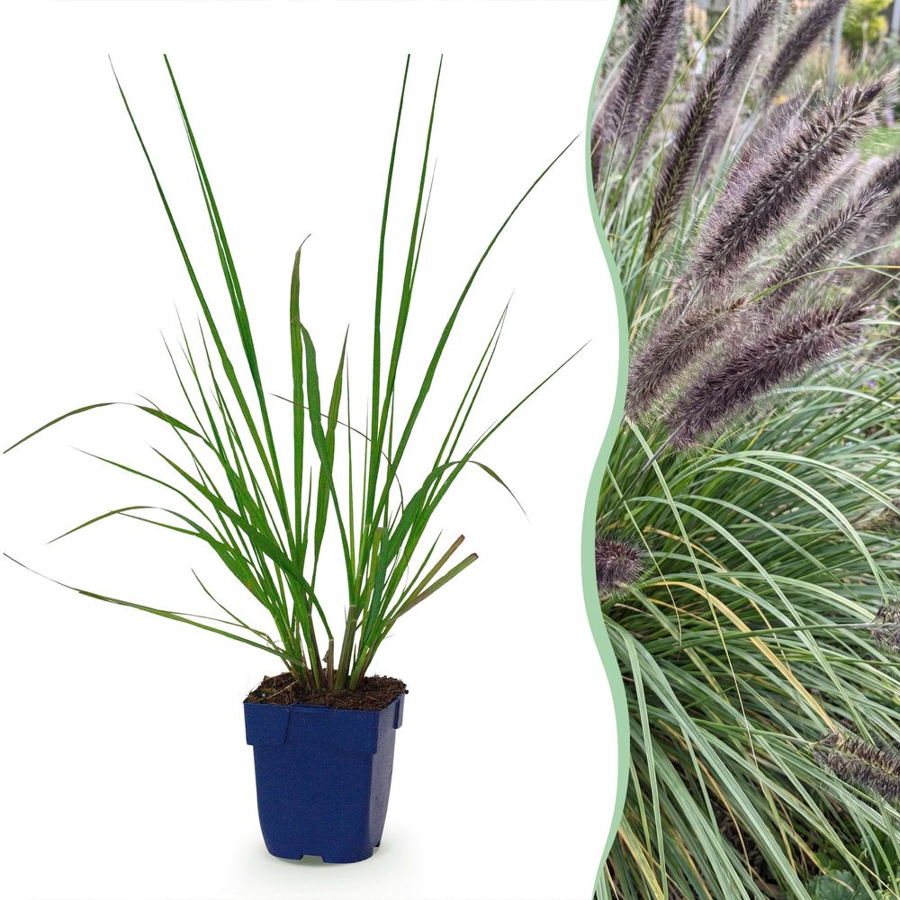 Pennisetum 'black beauty' - lot de 24 - pot 11 cm - hauteur 25 cm