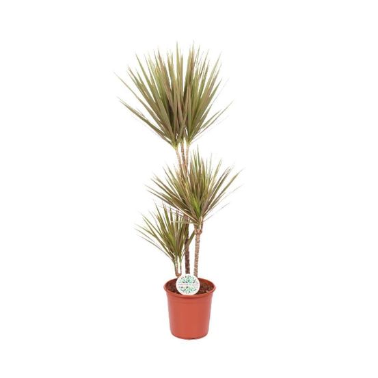 Dracaena bicolor