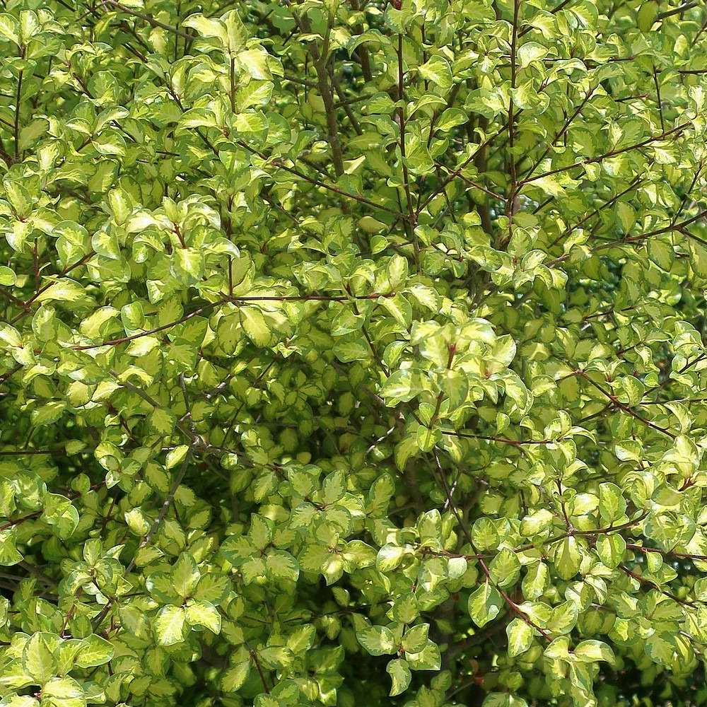 Pittosporum abbotsbury gold, pittospore pot de 3l - 20/40 cm