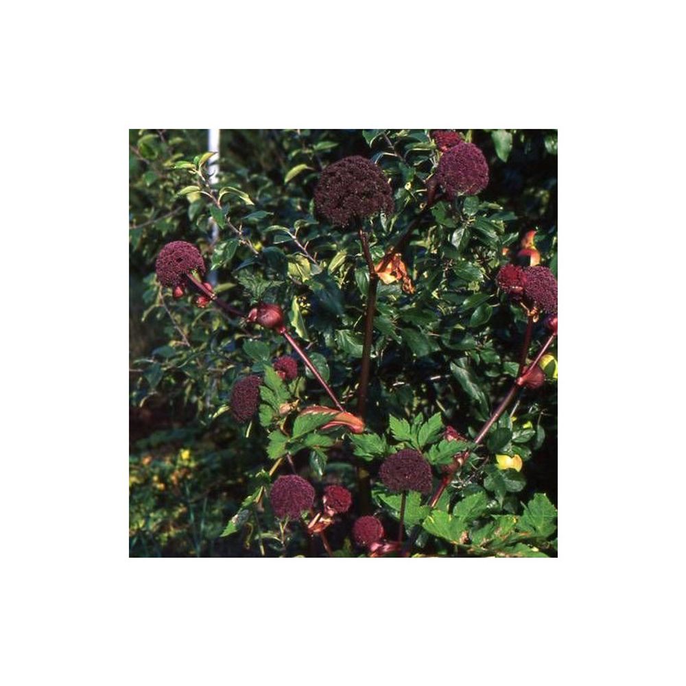 Angélique rouge lot de 5 godets