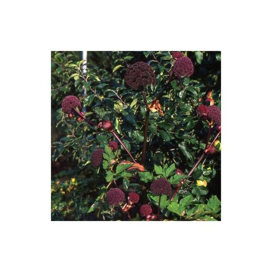Angélique rouge lot de 5 godets