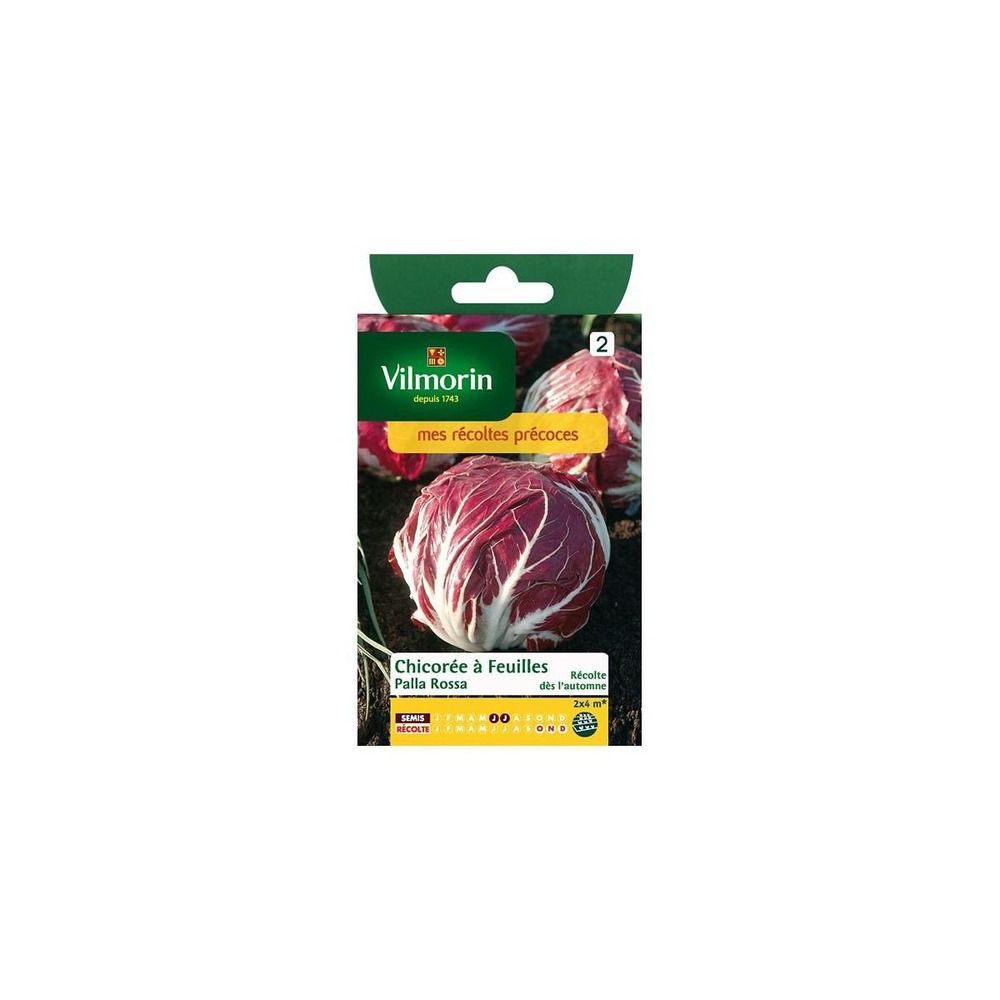 Sachet graines chicorée à feuilles palla rossa