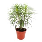 Palmier singe - senecio kleinia - succulent insolite - pot de 12cm