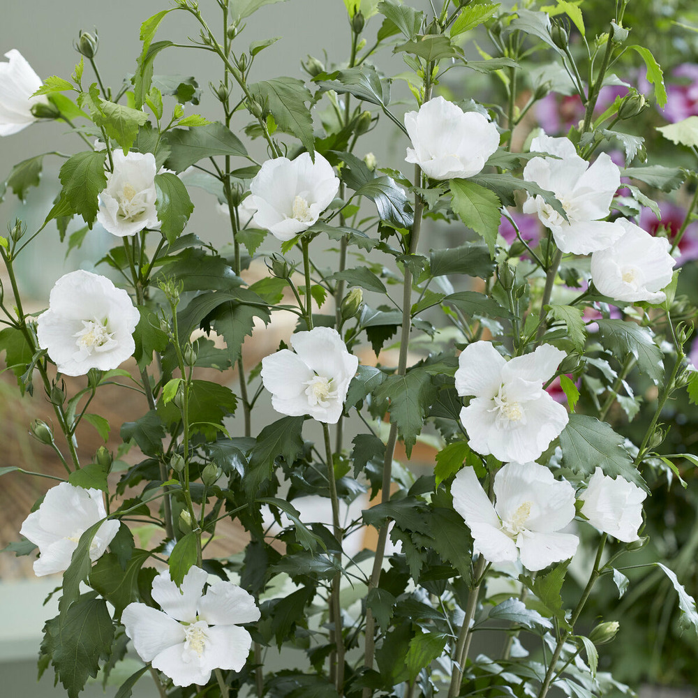 Hibiscus flower tower white ® - le pot / ø 9cm, vendu par lot de 4