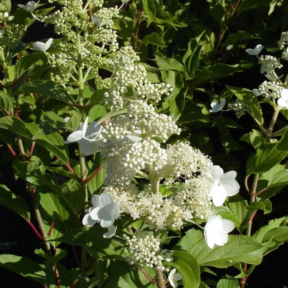 Hortensia paniculata kyushu, hydrangea paniculata pot de 4l - 20/40 cm