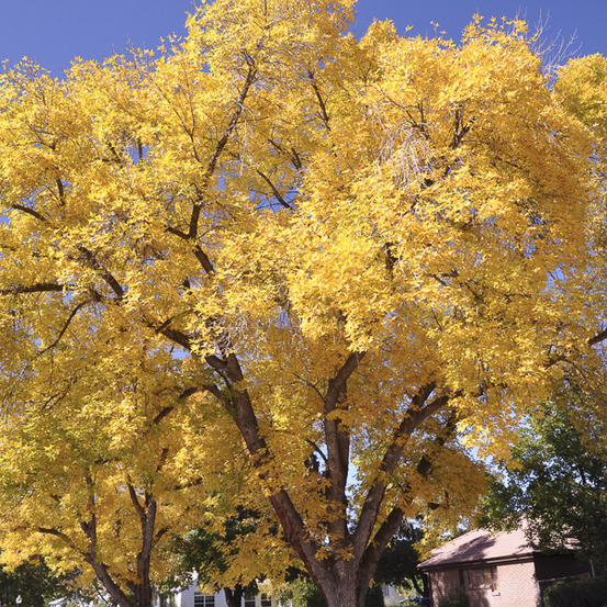 Arbre aux 40 écus 'autumn gold' pot de 6l/7l