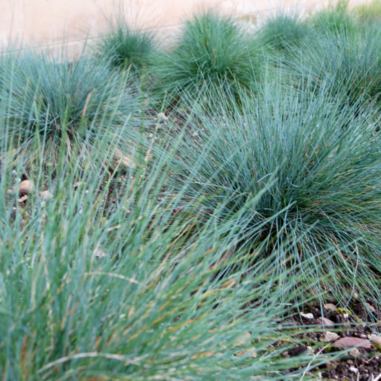 Fétuque daméthyste - festuca amethystina 20/30 cm godet 9cm