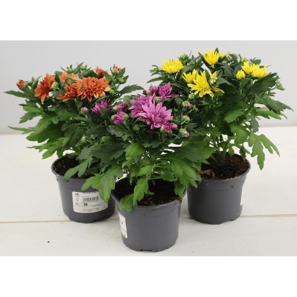 Chrysanthème multifleur en lot de 3 pot 10,5 cm