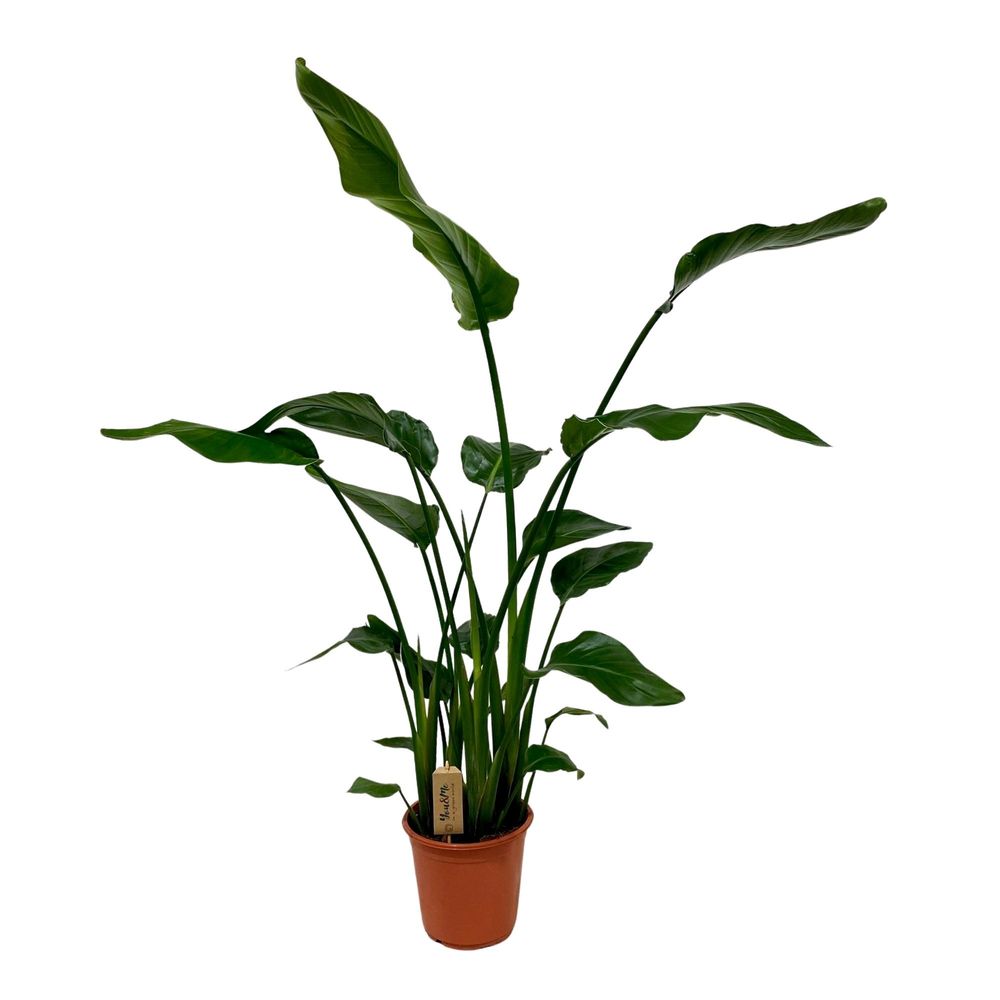 Strelitzia nicolai - ø21cm - ↕120cm - plantes d'intérieur