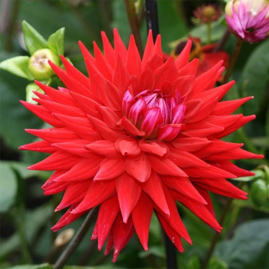 Dahlia gpe cactus 'witteman's best' bulbe calibre i