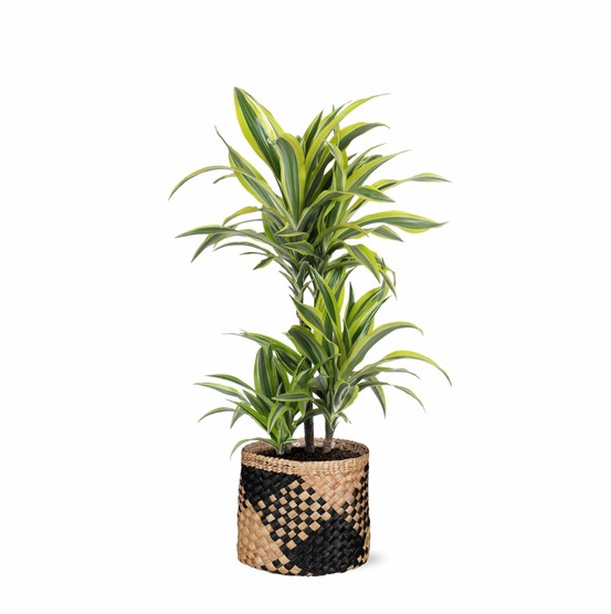 Dracaena lemon lime et son pot panier naturel noir - hauteur 65cm