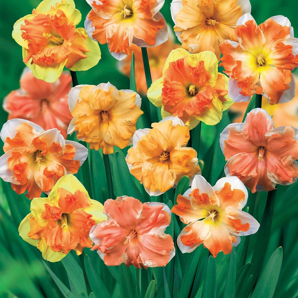 10 narcisses à fleurs d'orchidées en mélange - le sachet de 10 bulbes / circonférence 12-14cm