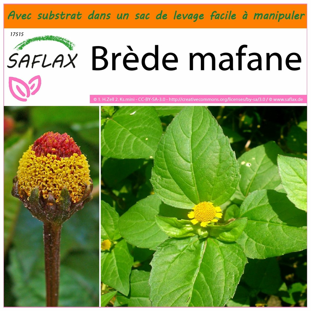 Garden in the bag - brède mafane - 500 graines - acmella oleracea