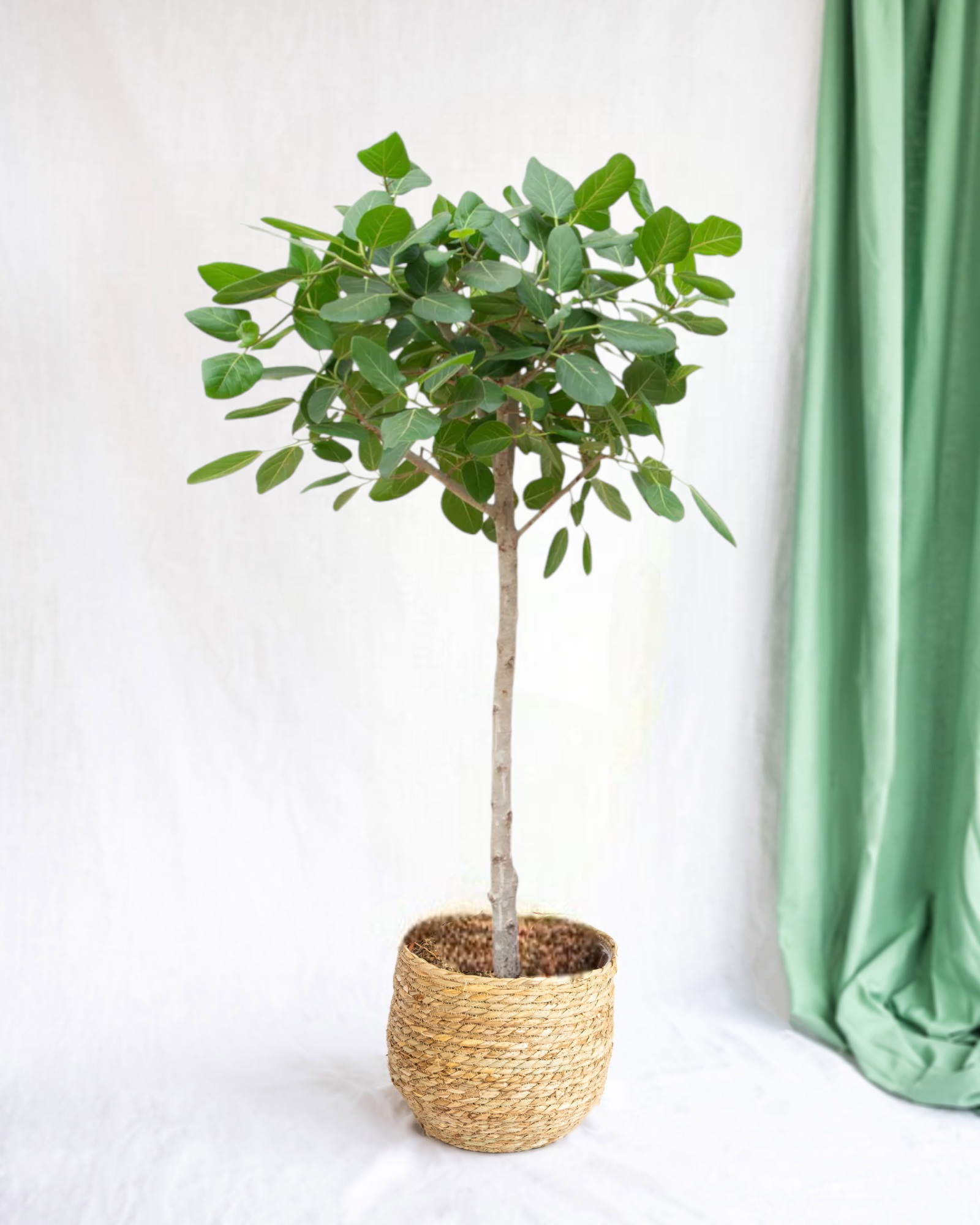 Ficus benghalensis audrey xxl