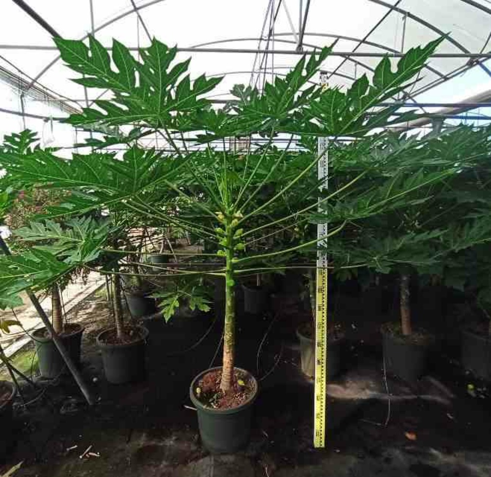 Papayère : carica papaya solo pot de 7 litres ? 60/80 cm -