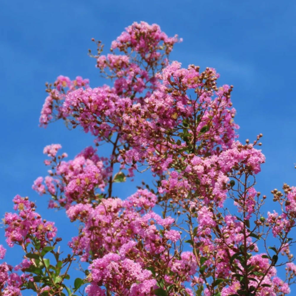 Lilas des indes soir d'été® 'dessoi 062', lagerstroemia pot de 3l - touffe