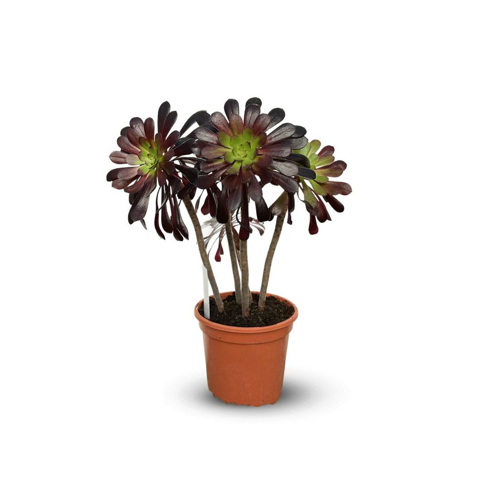 Aeonium - ↕ 45-50 cm - ⌀ 17 cm - cactus et plantes grasses
