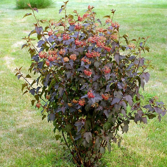 Physocarpe à feuilles d'obier 'red baron' pot de 2l/3l