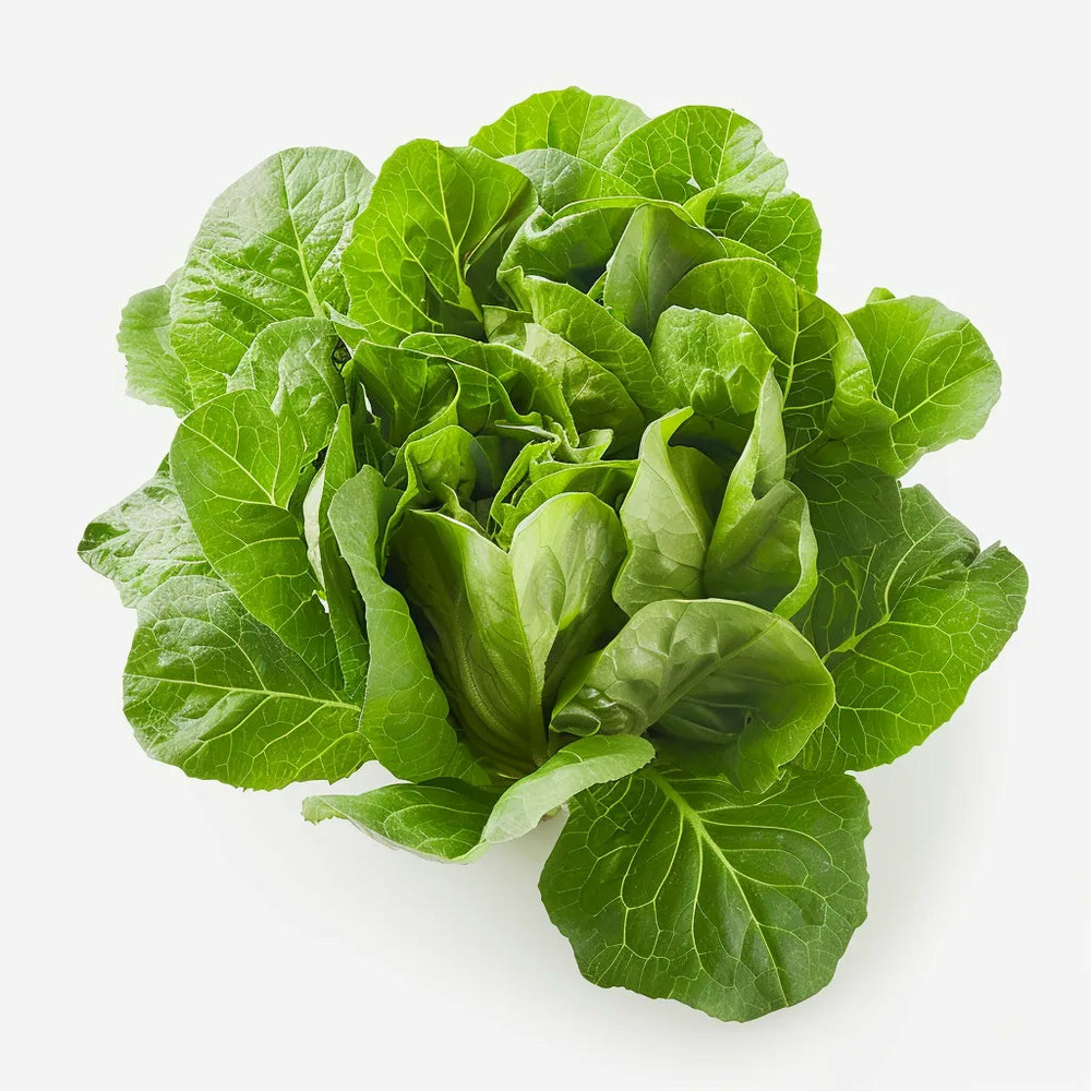 200 graines de laitue de printemps - semisauvage permaculture