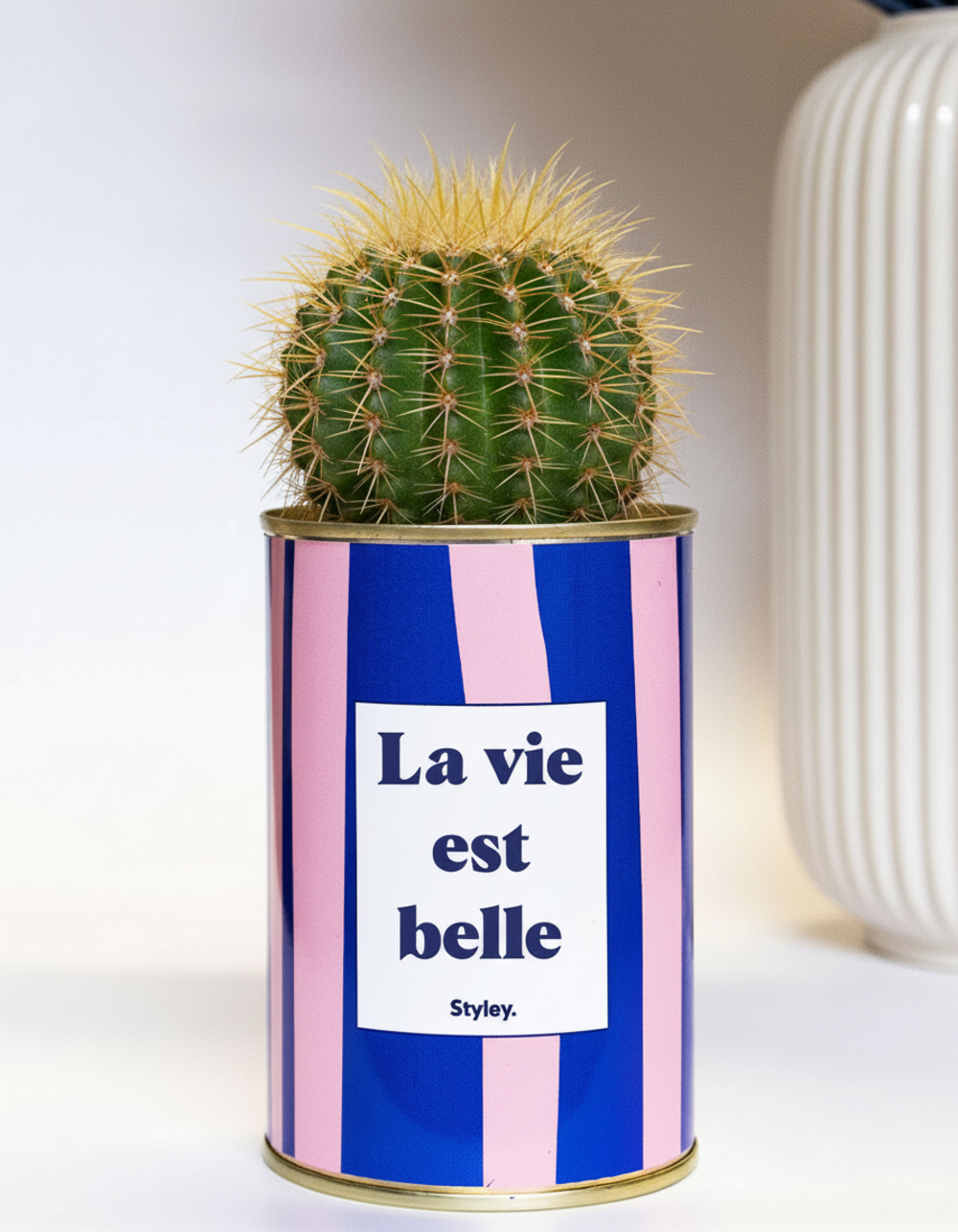 Idée cadeau - la vie est belle - pot à rayures - cactus- plante grasse