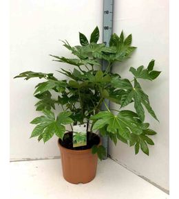 Fatsia japonica (aralia du japon) pot de 130l 150/175cm