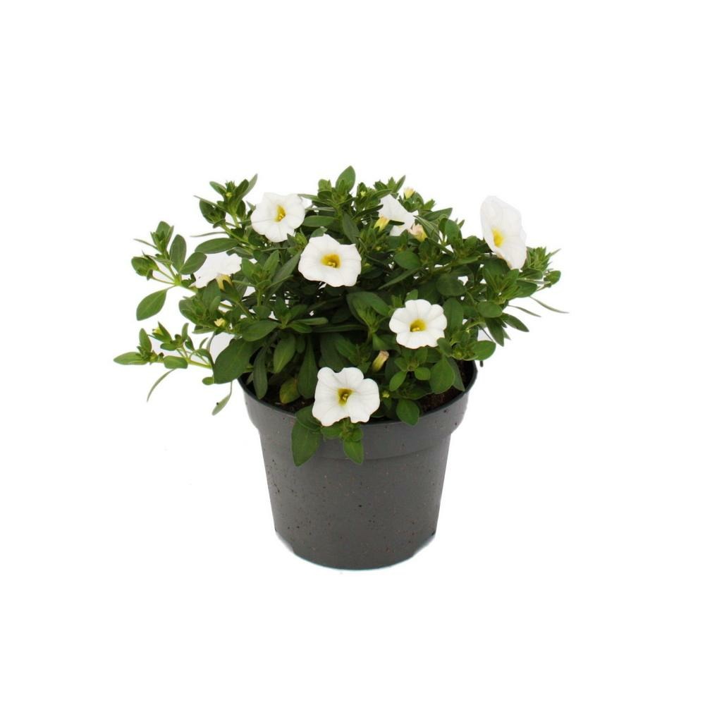 Cloches magiques - mini pétunia suspendu - calibrachoa - pot 12cm - set de 3 plantes - blanc