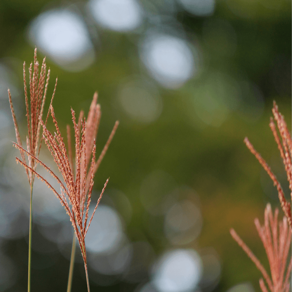 Roseau de chine ferner osten - miscanthus sinensis ferner osten 80 cm godet 9cm