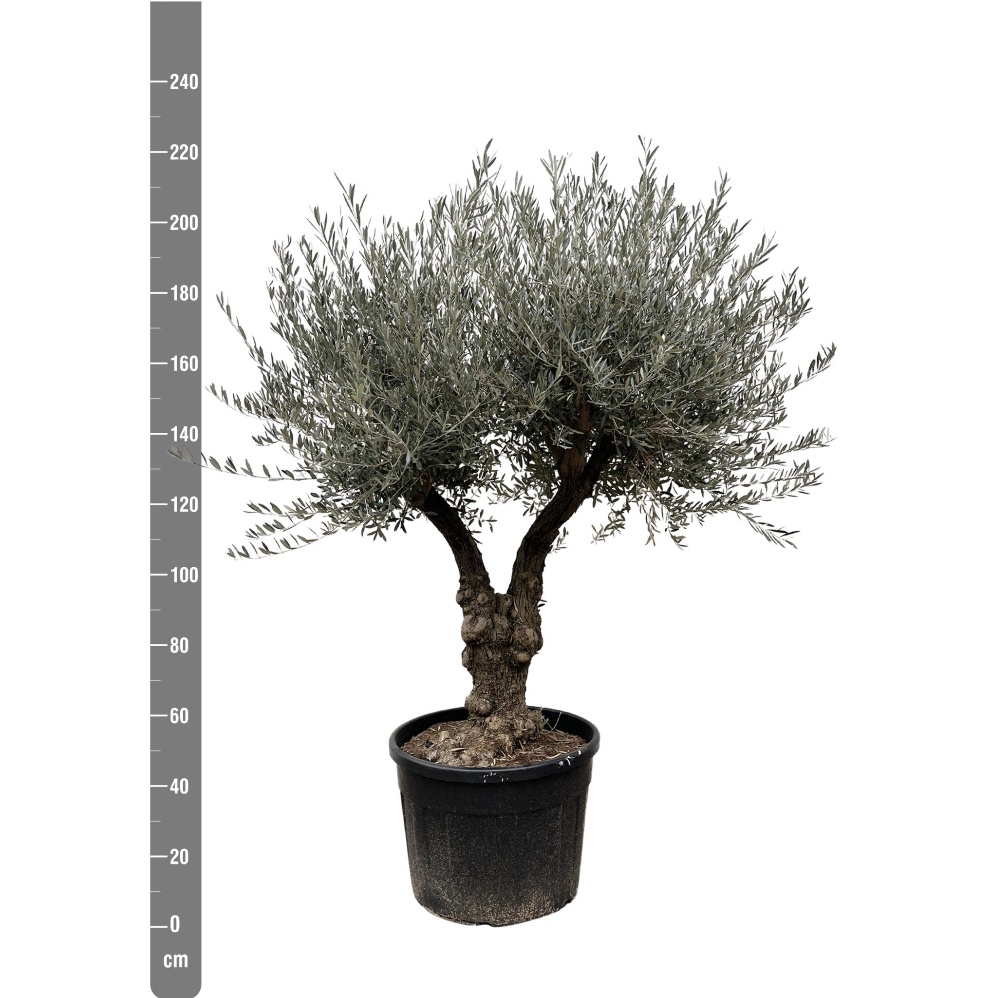 Olivier bonsai - ↨220cm- ø50 - arbre fruitier