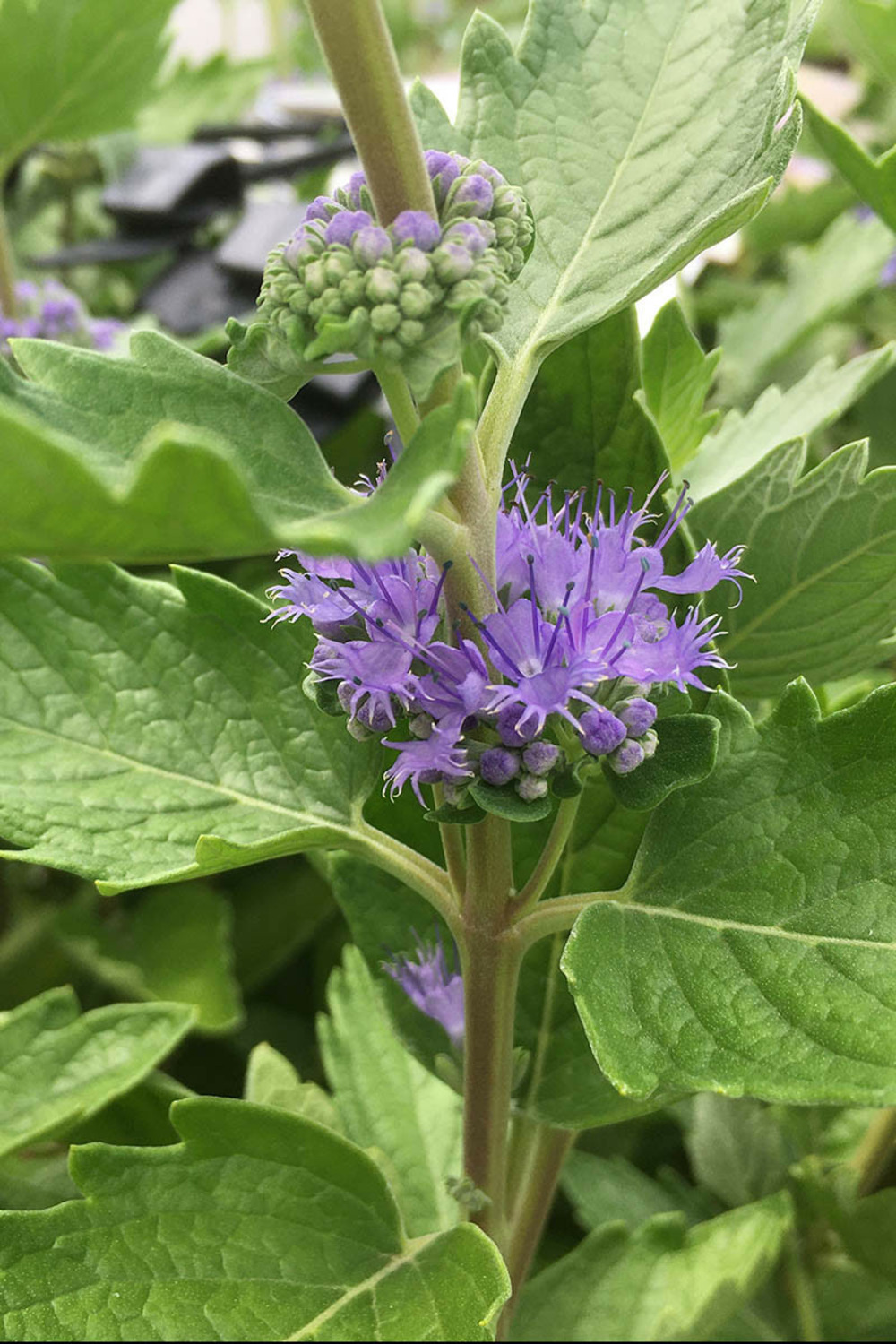Caryopteris 'blue fountain' - en pot de 3 litres