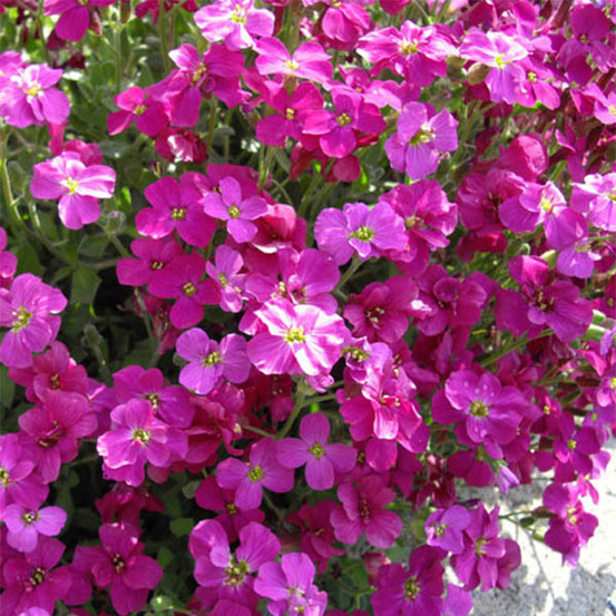 Aubriète 'bressingham red' godet de 8/9 cm