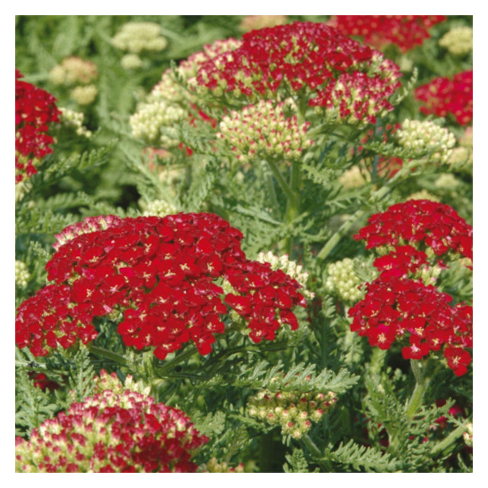 Achillée pomegranate godet - 5/20 cm