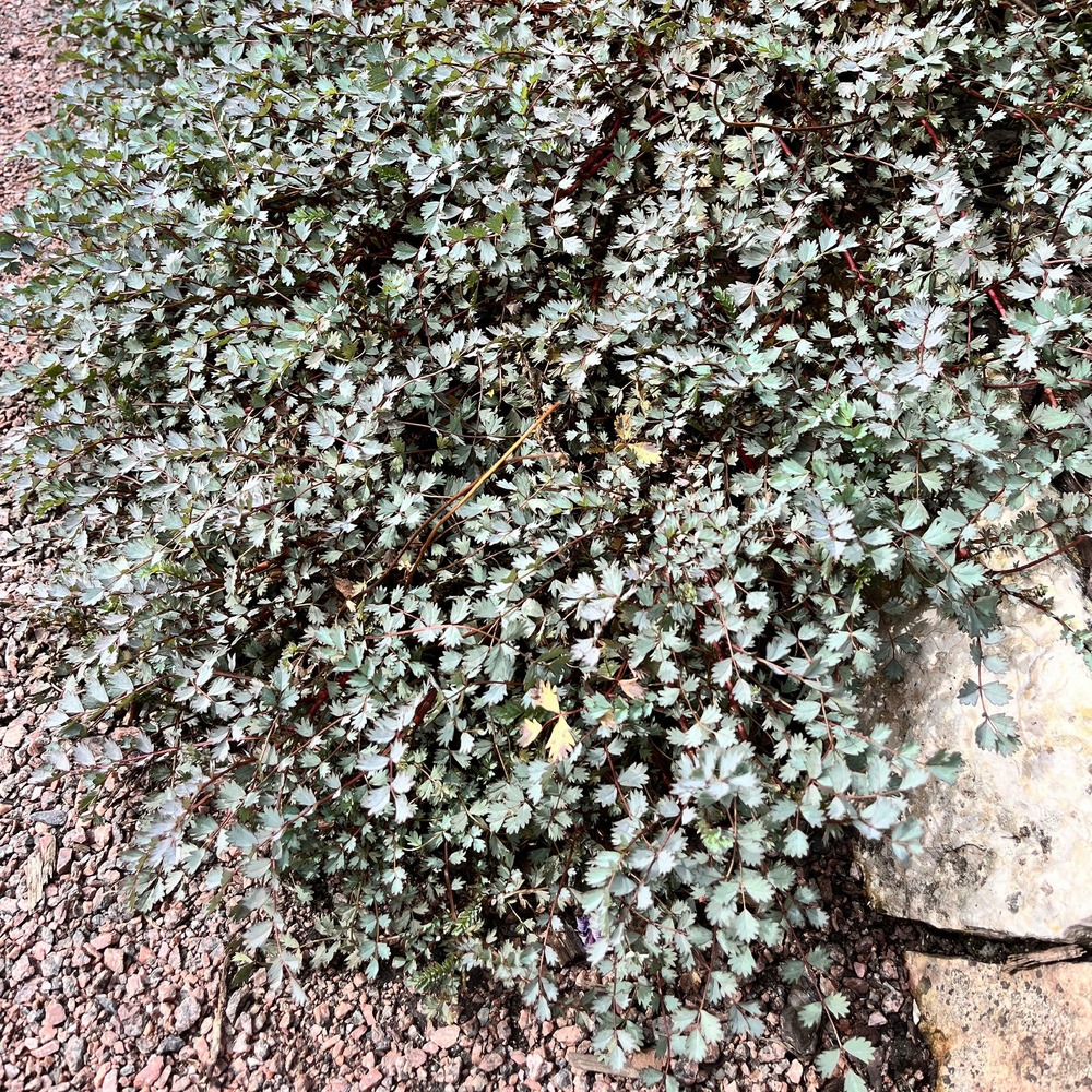 Mouton végétal - raoulia - le pot / ø 9cm