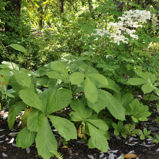 Rodgersia pinnata pot de 1,5l/2l