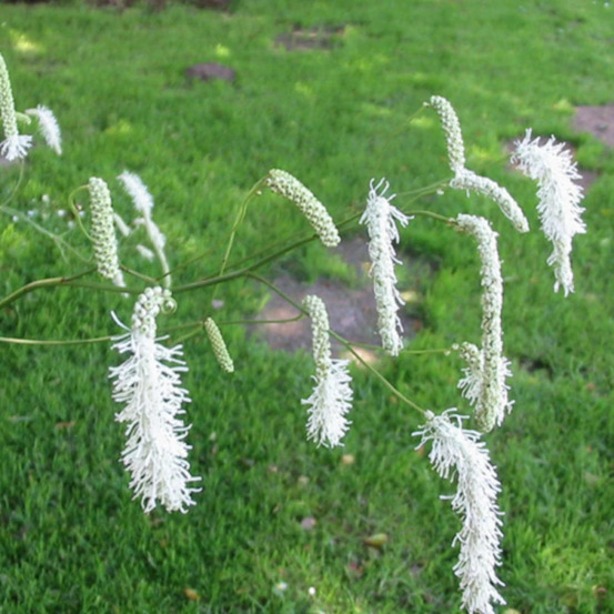 Sanguisorba - pimprenelle blanche lot de 9 godets