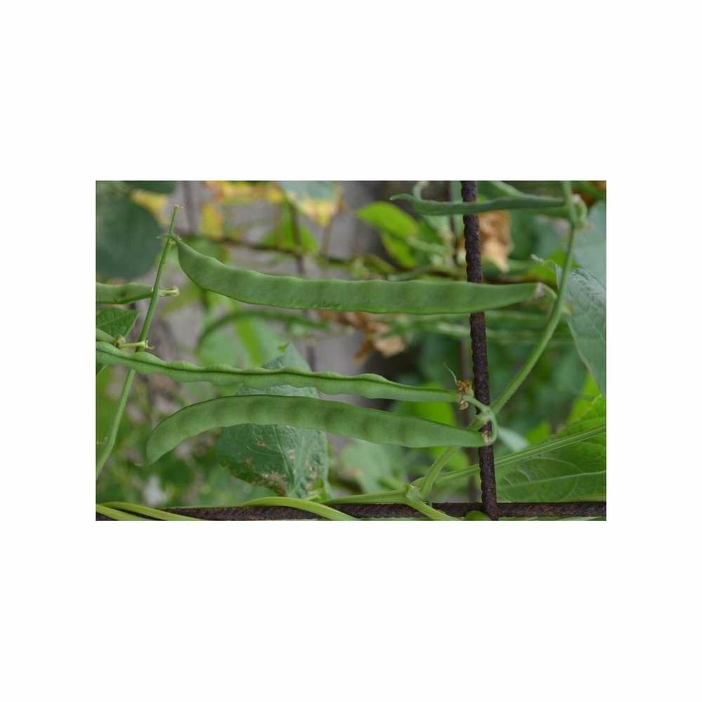 Haricot À Rames Princesse Amélioré À Longues Cosses ( Princesse Du Pévèle )- 90g