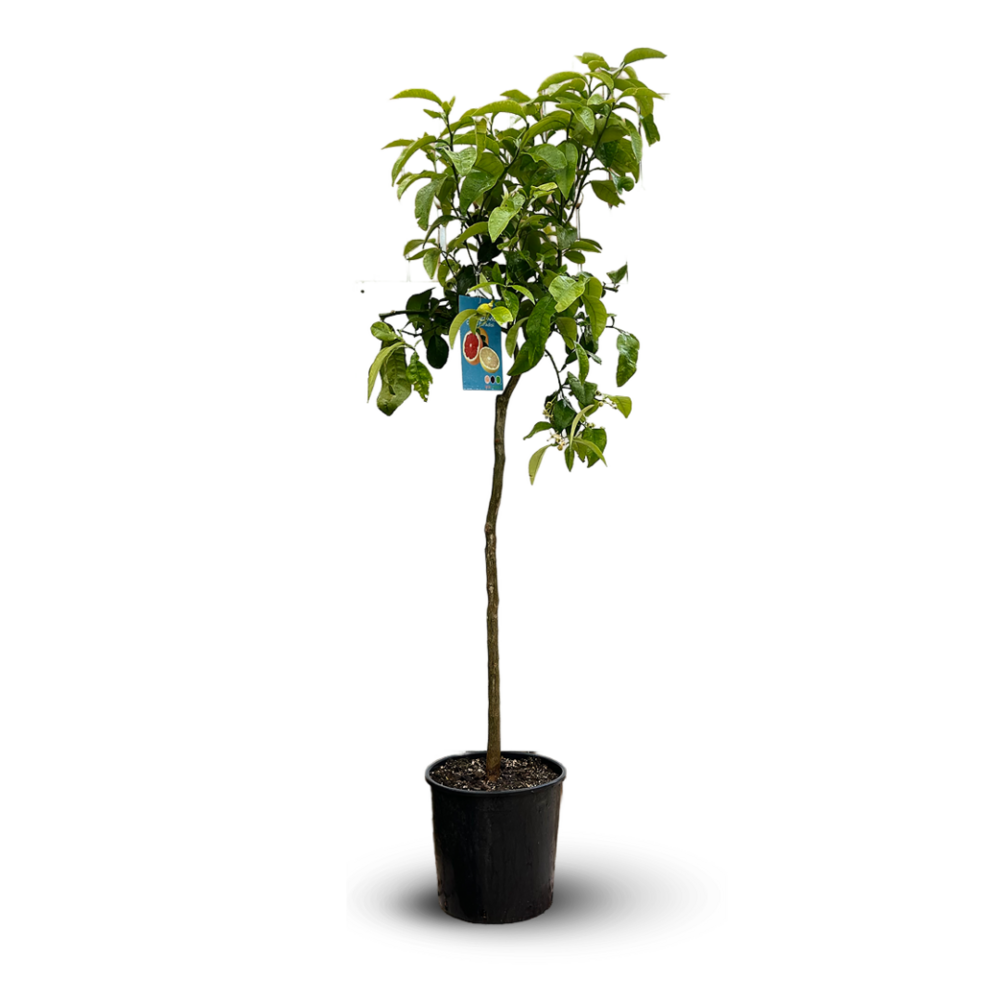 Pamplemoussier- pomelos - agrume méditerranéen - arbre fruitier - ↕ 120-130 cm - ⌀ 24 cm