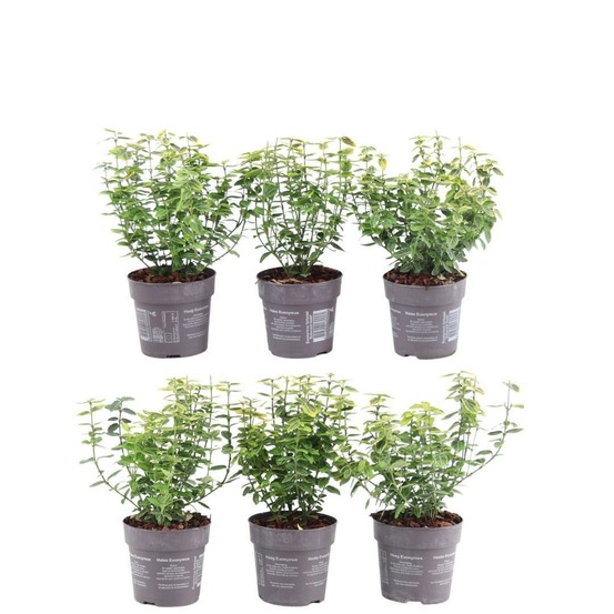 Euonymus fortunei 'emerald gold' - lot de 6