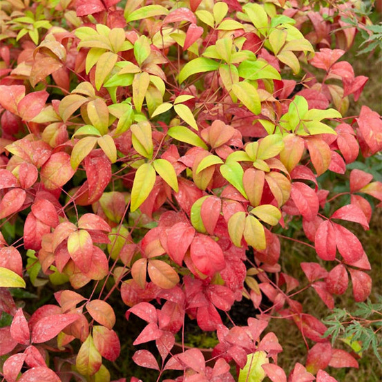 Bambou sacré fire power - le pot / ø 9cm