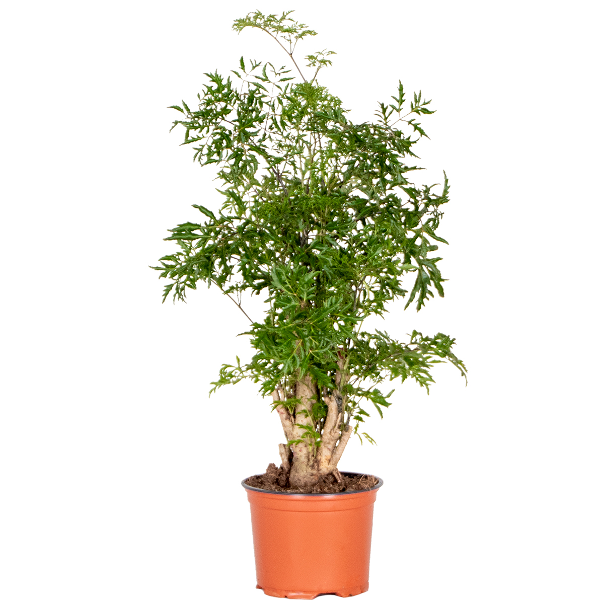 Polyscias ming - aralia - plante d'intérieur - spécial - ⌀12 cm - ↕ 30-40 cm
