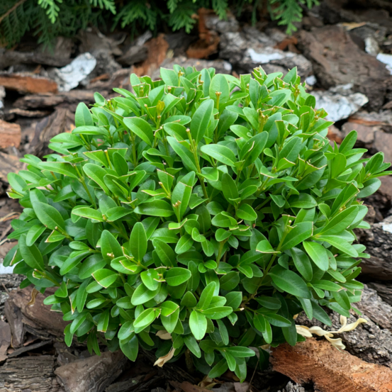 Buis semp boule - buxus semp boule 40cm