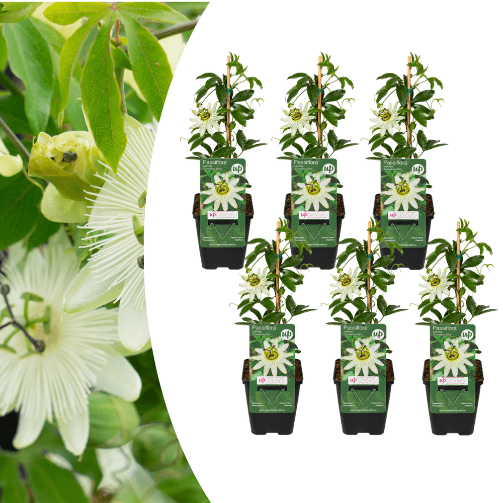 Fleur de la passion blanche - passiflora caerulea 'constance elliott' - lot de 6 - ø9cm - plante d’extérieur