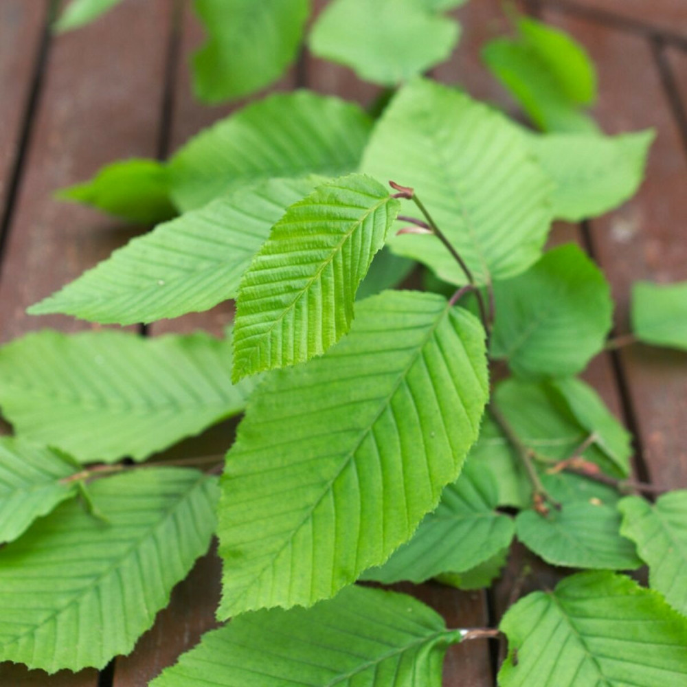 Charme fastigié, carpinus pot de 7,5l - 60/80 cm
