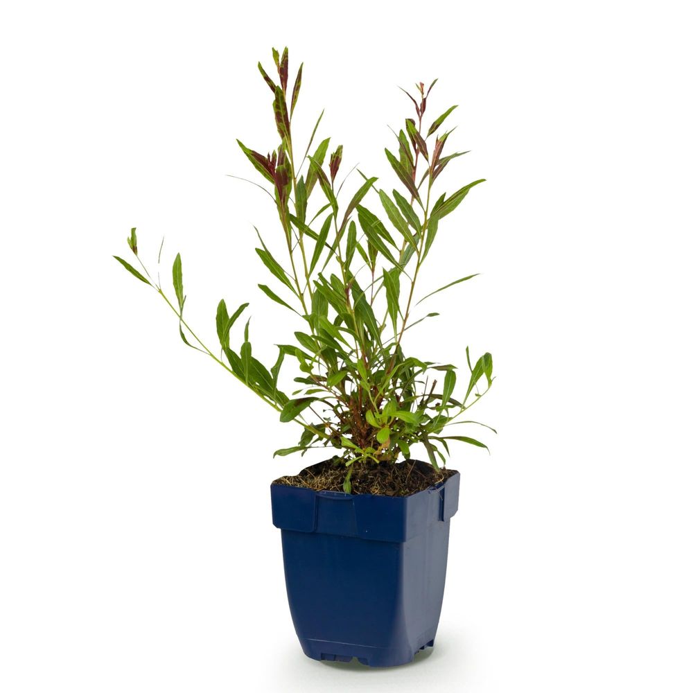 Gaura 'whirling butterflies' - pot 11 cm - hauteur 25 cm - plante d'extérieur