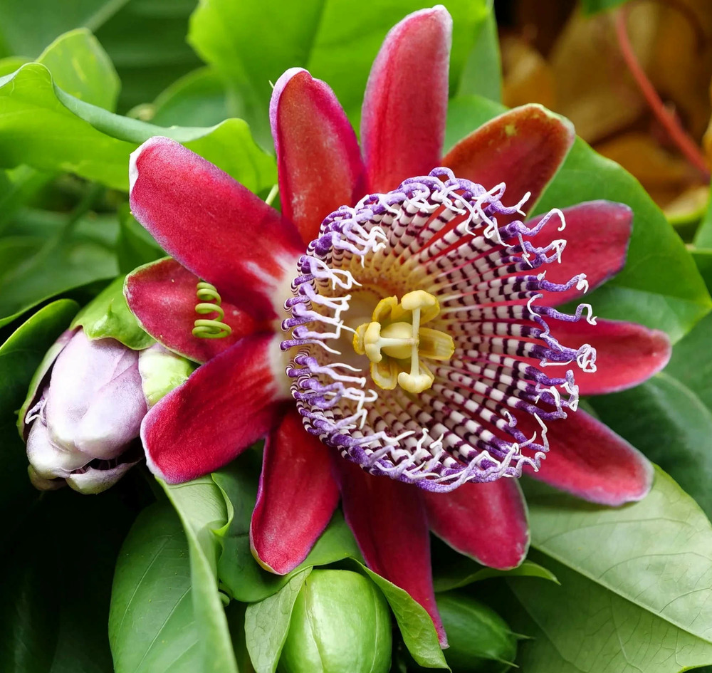 Passiflora quadrangularis (fruit de la passion (la barbadine, grenadille géante) pot de 2 litres - 80/100 cm