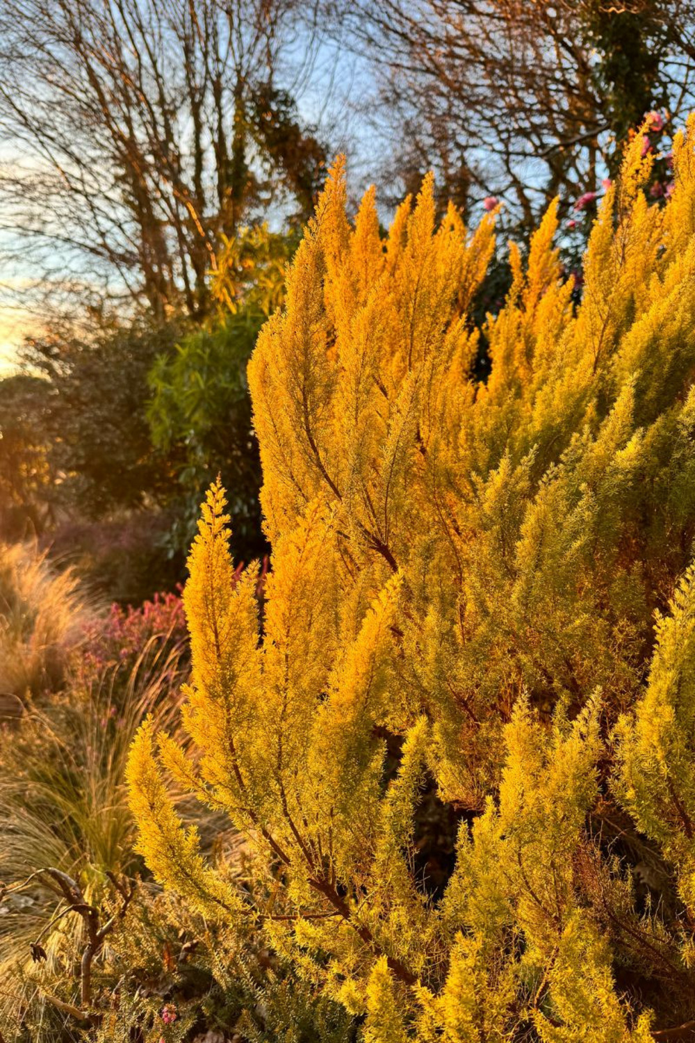 Bruyère arborescente 'estrella gold' - en pot de 3 litres