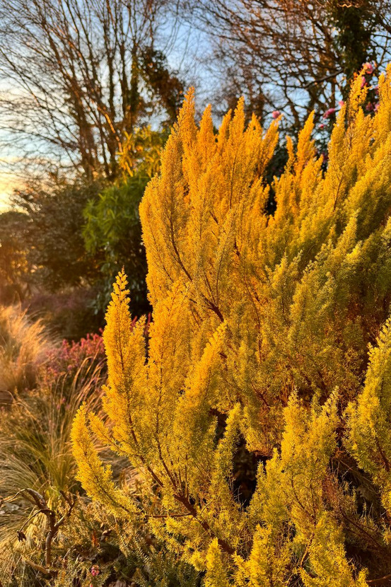 Bruyère arborescente 'estrella gold' - en pot de 3 litres