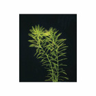 Plante aquatique : Myriophyllum Propinum en bouquet