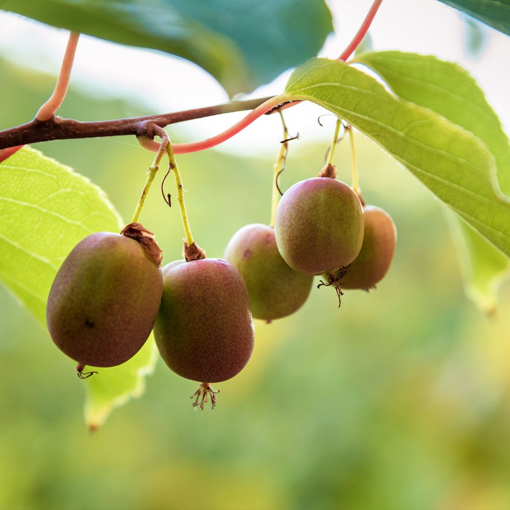 Kiwi, kiwai 'ananasnaya' femelle pot de 1,5l/2l